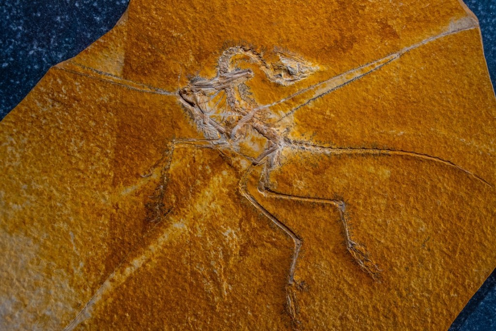 A flattened dinosaur skeleton fossil embedded in rock, which has what looks like wings.