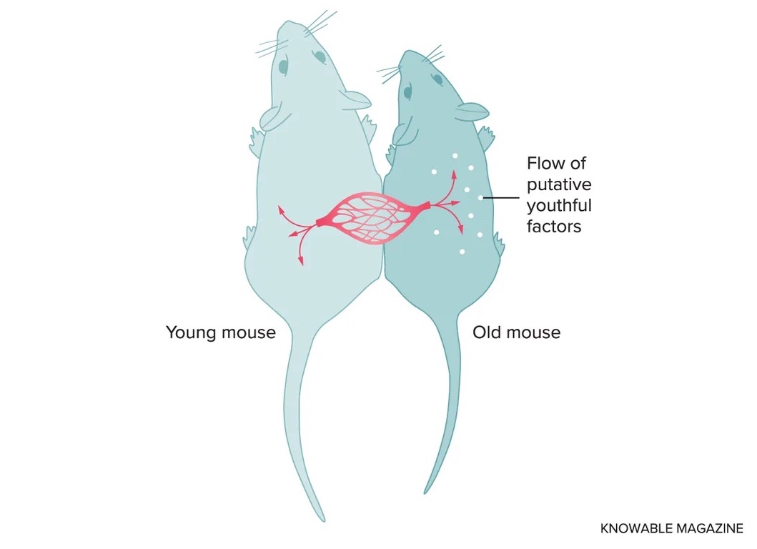 An illustration of two mice joined at their sides.