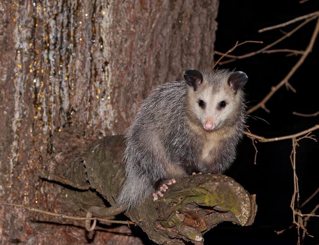 The Virginia opossum (Didelphis virginiana) - North American opossum, climbing on the tree. Wild night scene from Ohio.