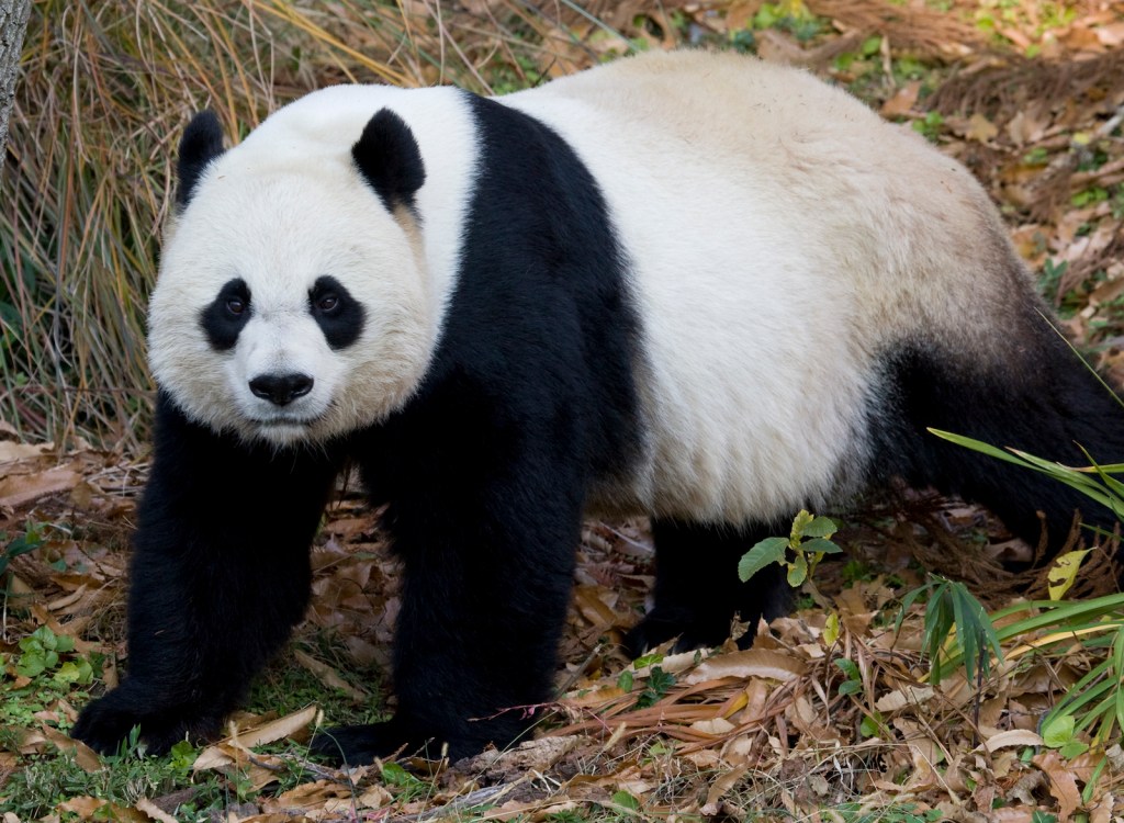 A giant panda standing on all fours.