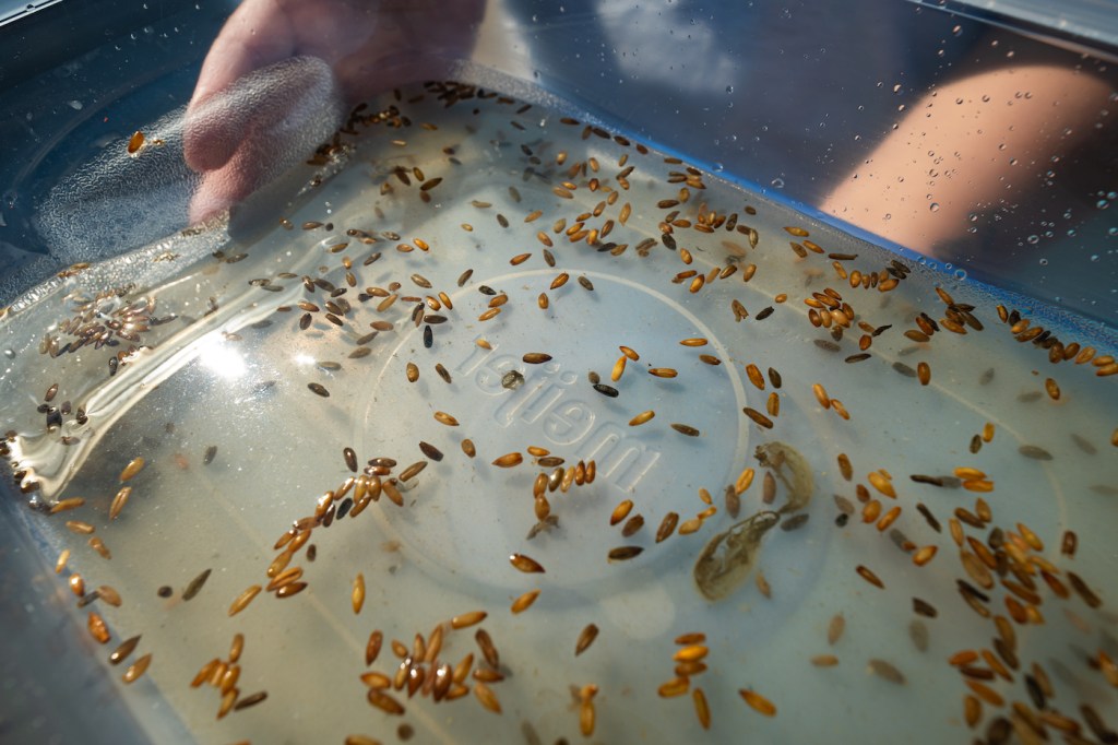 Rye seeds floating in a tub of water.