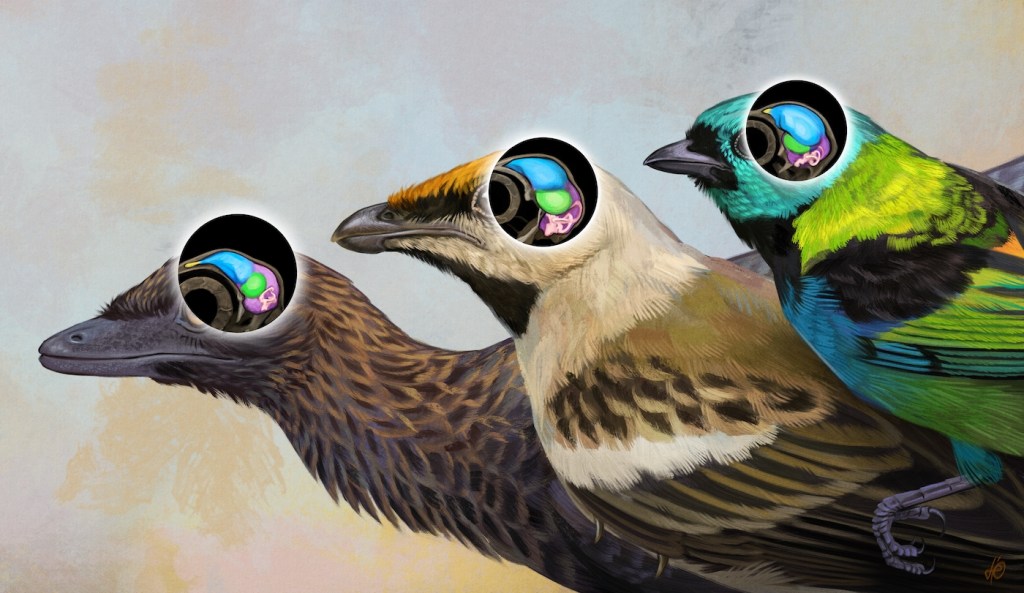 Three birds, ranging from most ancient on the left to modern-day birds on the right. In the center is Navaornis hestiae. All three birds have an illustration over their heads that shows how their brains have evolved over time.