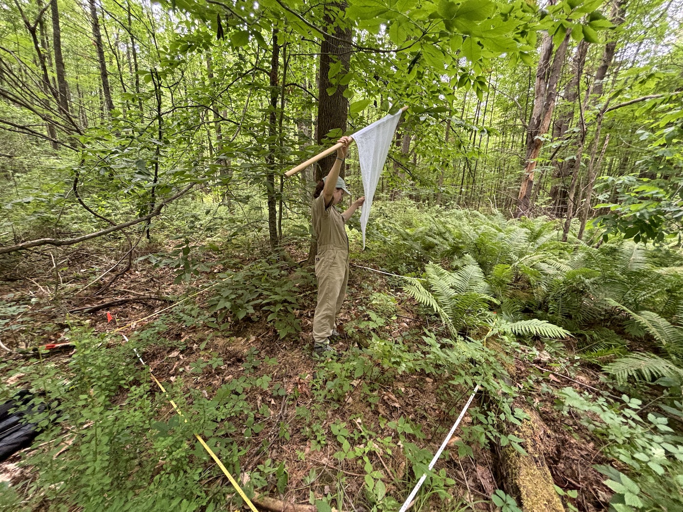 A woman holding a stick with a cloth attached to it in a dense, lush forest.