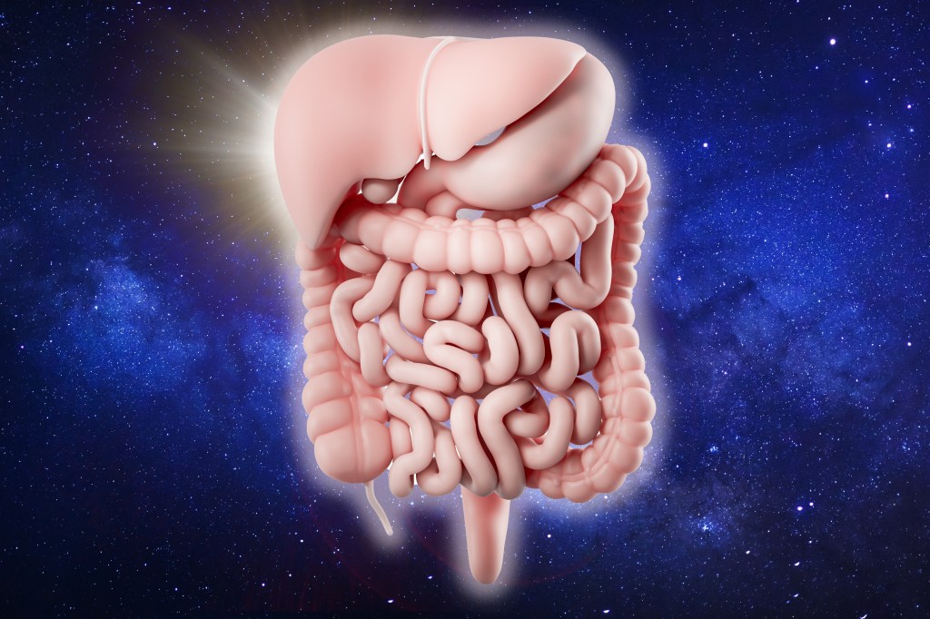 3d illustration of human digestive system isolated on a celestial background. Human food tract internal organs - liver, stomach, pancreas, intestine. 3D Illustration