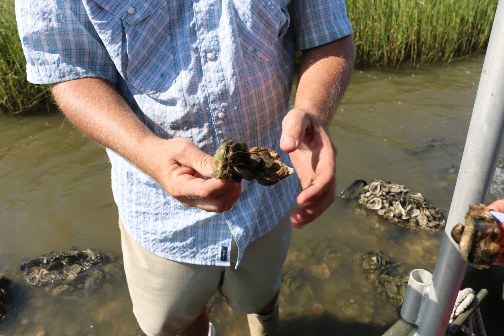 A person holding an oyster sell with mussels attached to it.