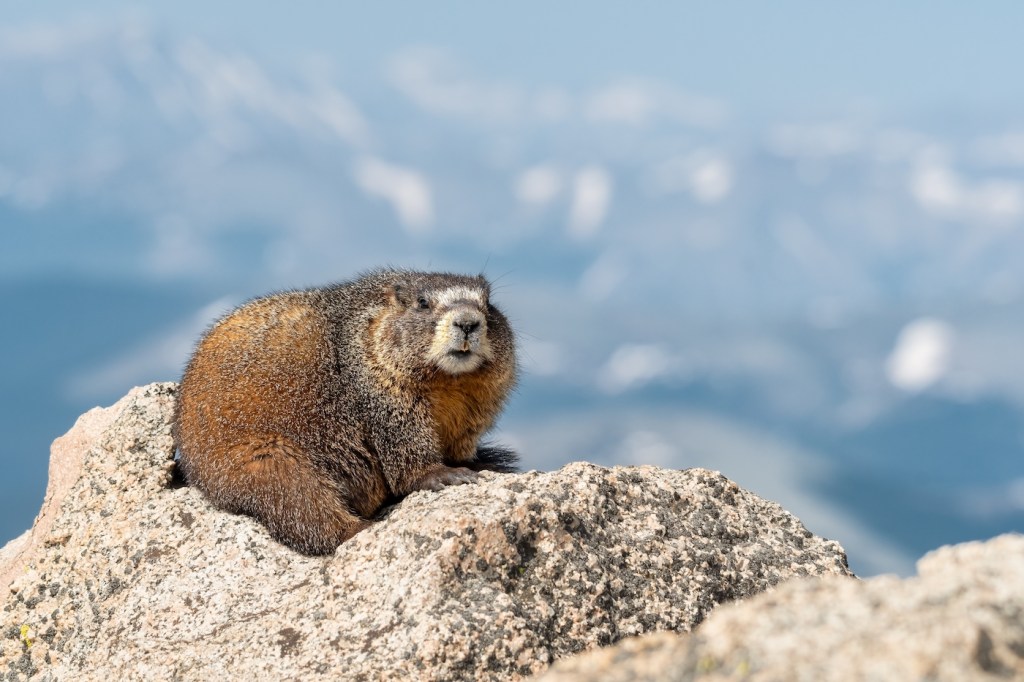 Yellow-bellied Marmot posing on a rock with Colorado Rocky Mountains in background.