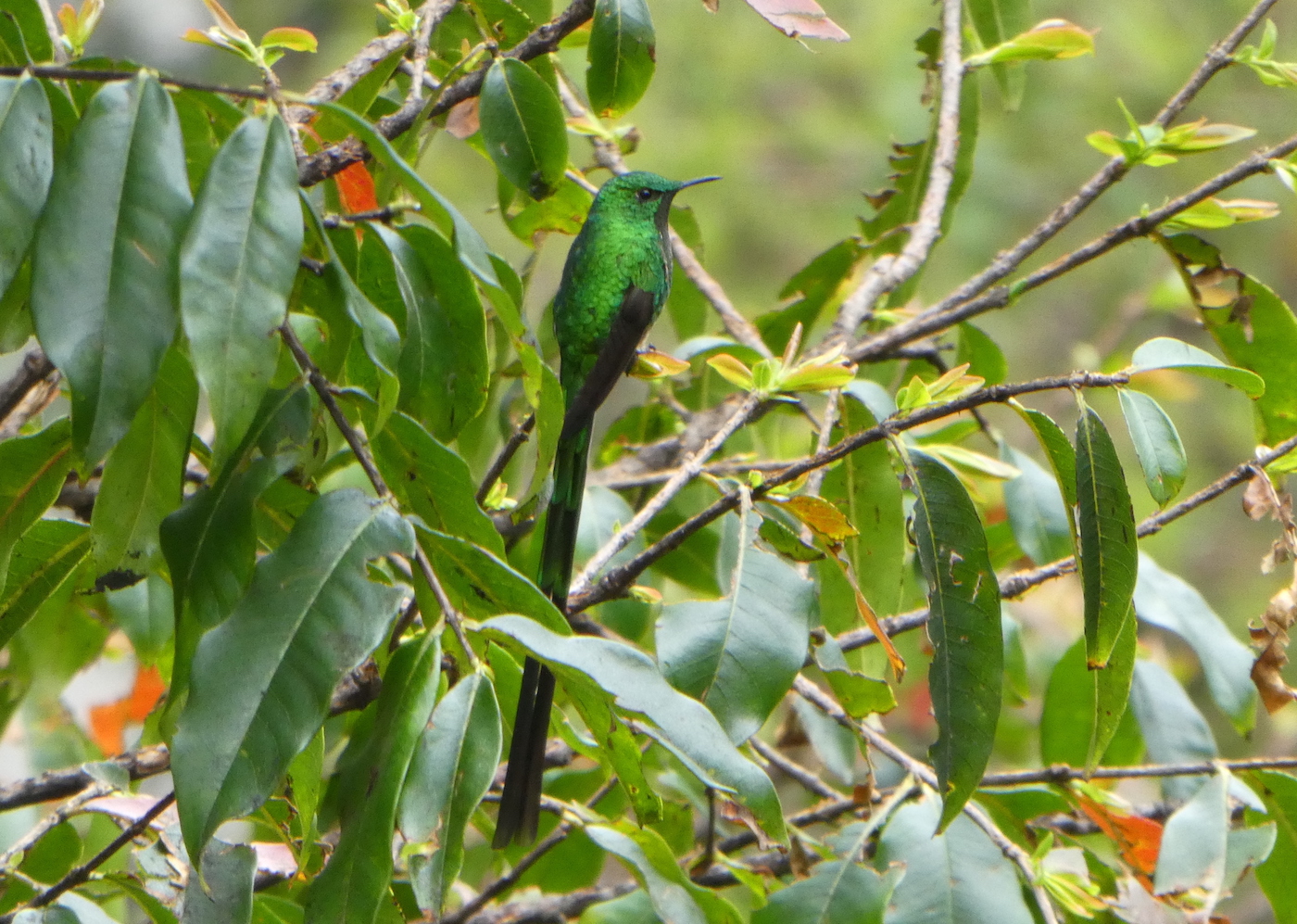 A bright green bird resting on a bush branch in a lush forest.