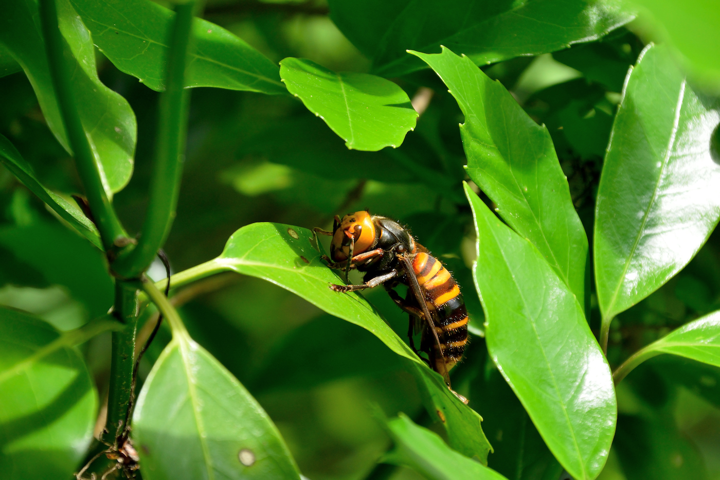 Japanese giant hornet - Vespa mandarinia japonica. It is called “Osuzumebachi” in Japan.