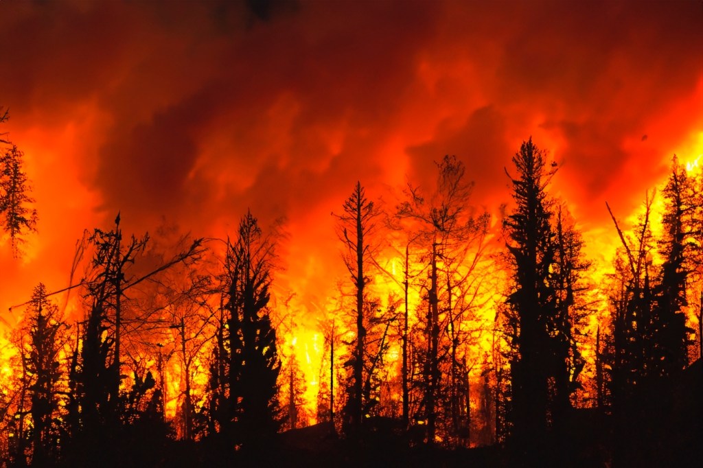 Wildfire. Palisades. Forest fire. Forest. Forest fire in progress. Fire. Large flames. USA. Climate change. 2025. Fire. January. California. Los Angeles. Pacific Palisades. Malibu. Hollywood