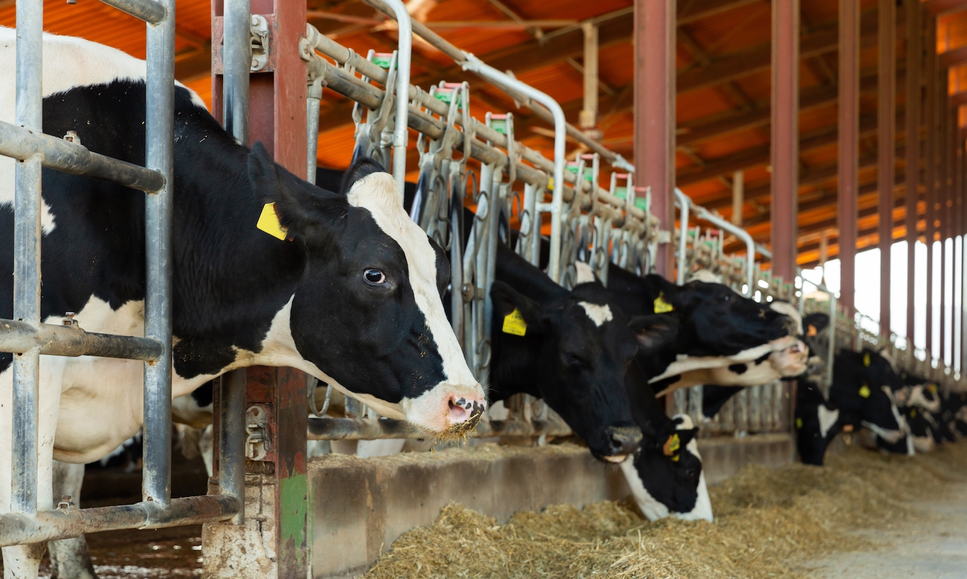 Row of cows eating hay in cowshed on dairy farm