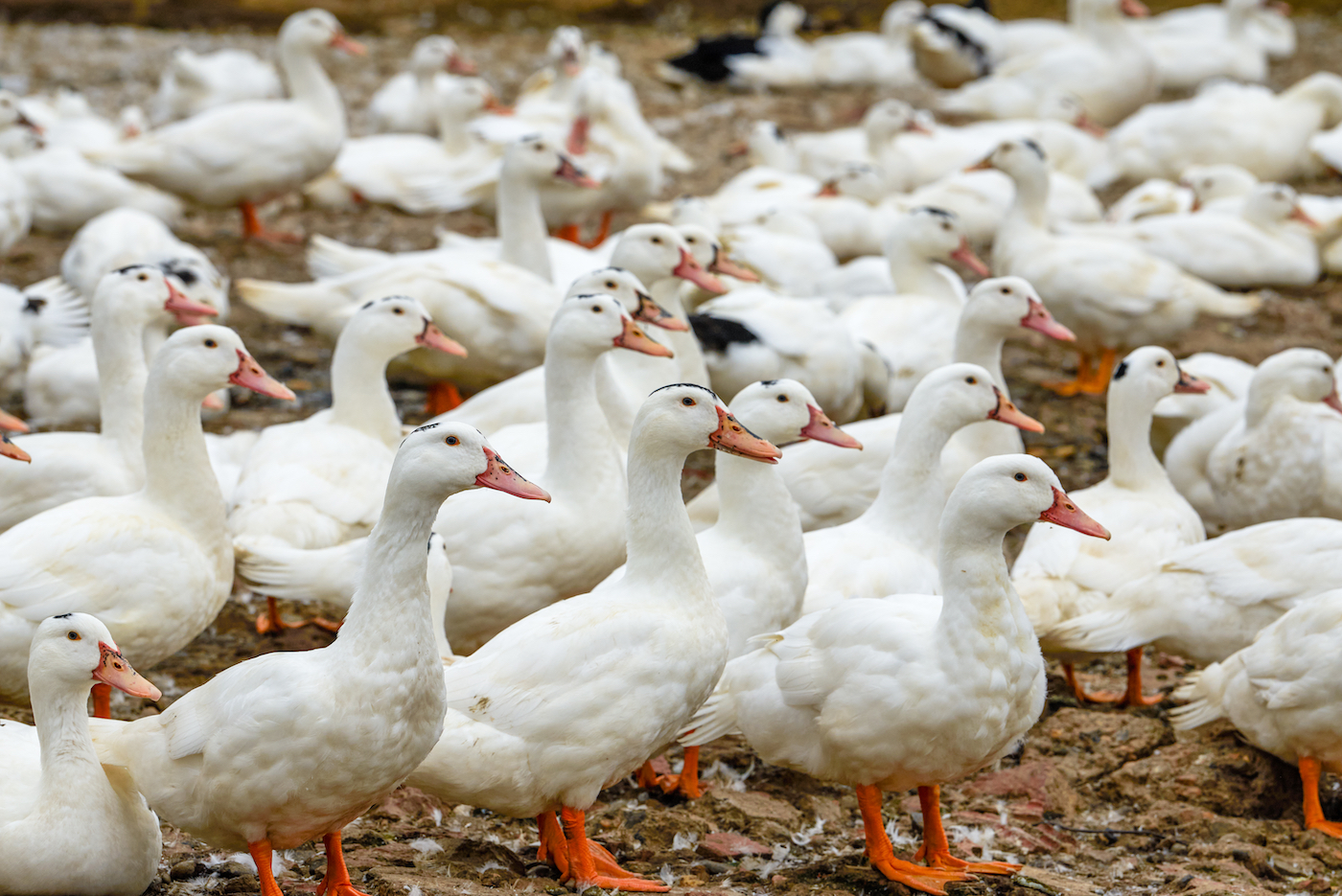 A large group of white-haired ducks in the duck farm.