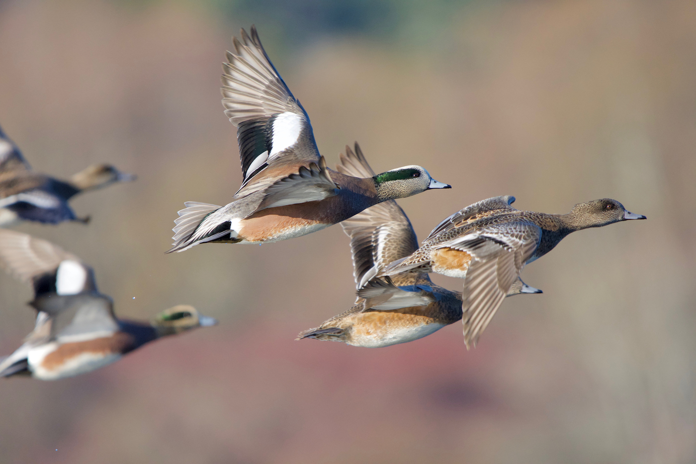 A flock of American Widgeon flies by beige and purple background in morning sun, Esquimalt Lagoon, Vancouver Island, British Columbia