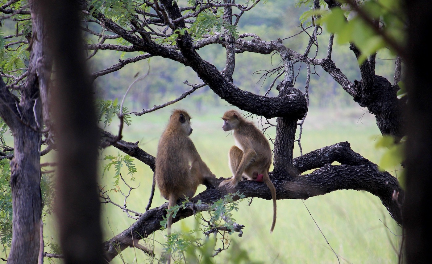 Two baboons of a similar size sit on a tree branch facing each other