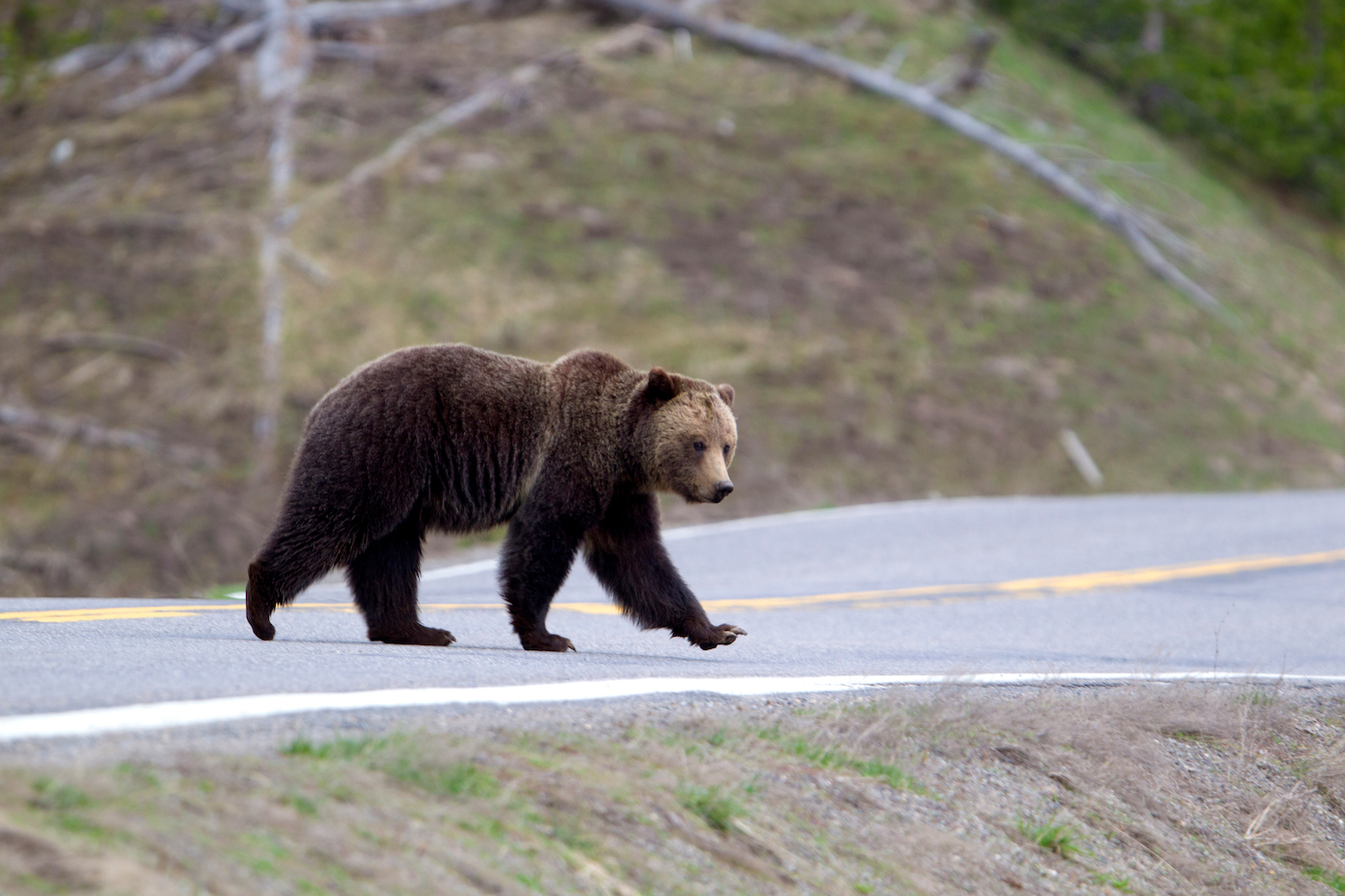 Grizzly Bear Ursus arctos horribilis - Yellowstone national park, Wyoming, United States of America.