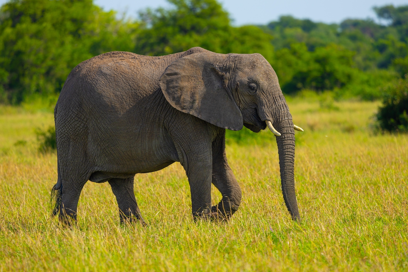 Sub-adult African elephant male waling in the savanna. Grumeti, Western Serengeti. Serengeti National Park, Tanzania.