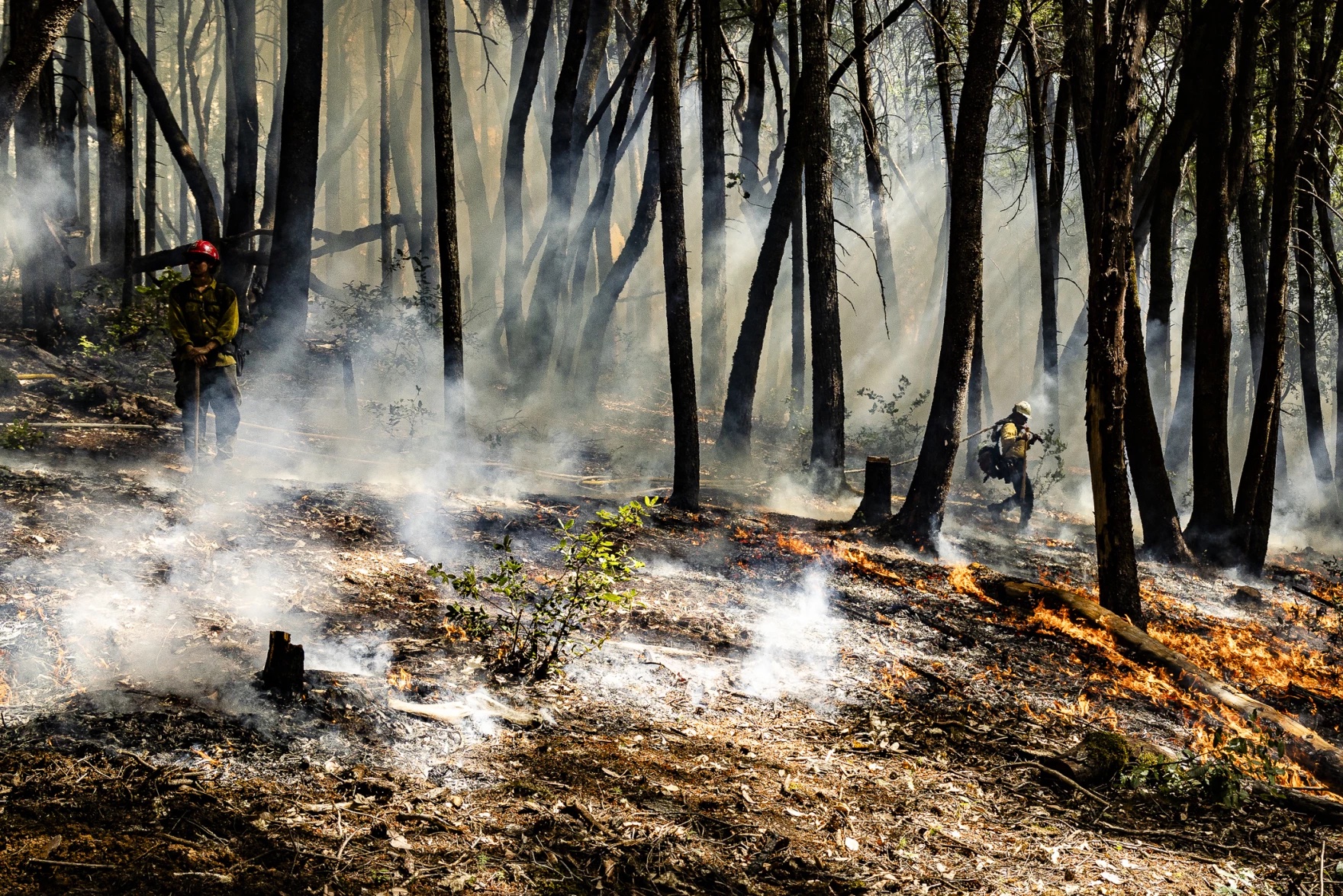 A firefighter pulls a hose along in a smoky, gently burning forest area.