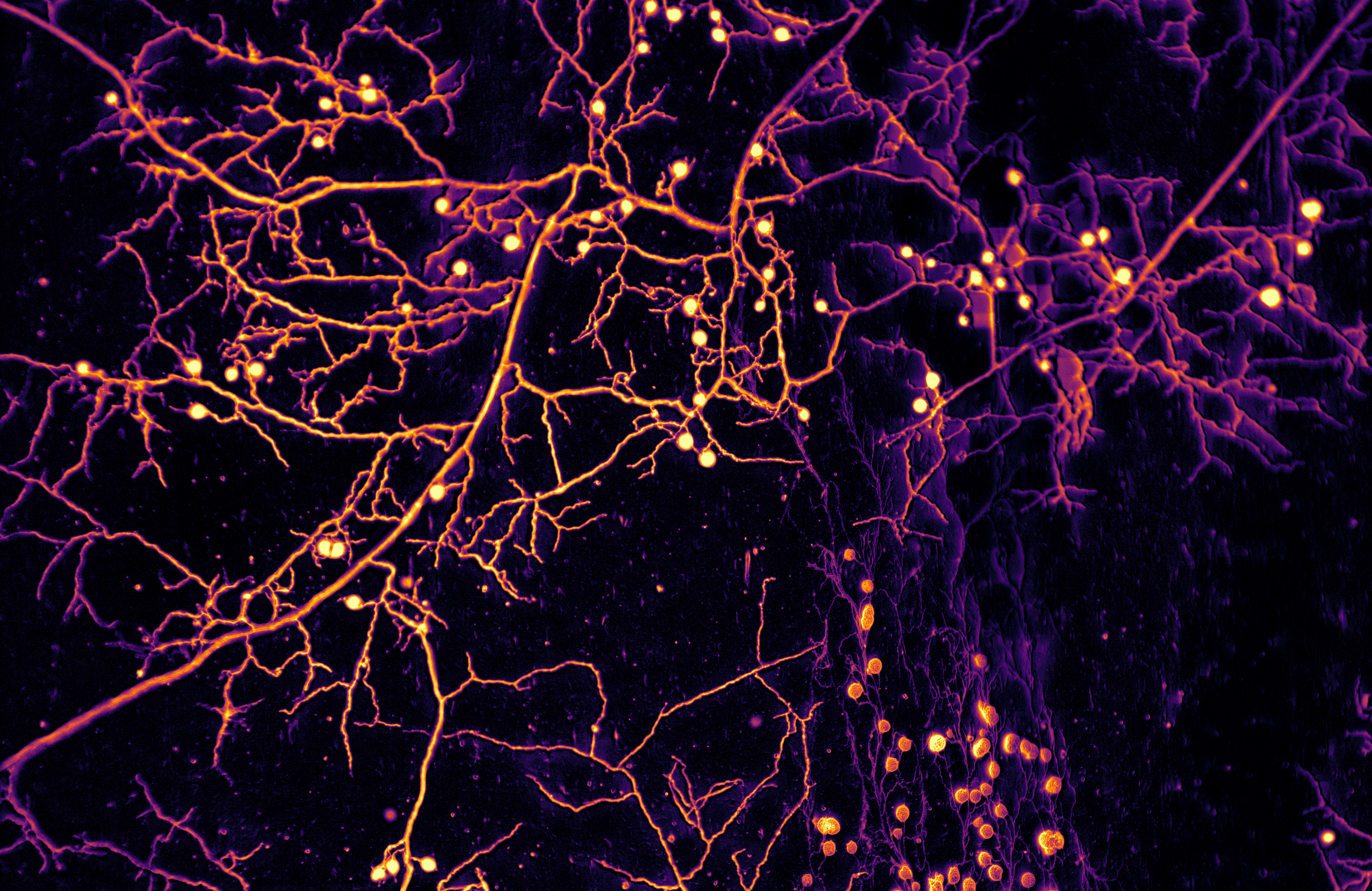 An underground network of filaments