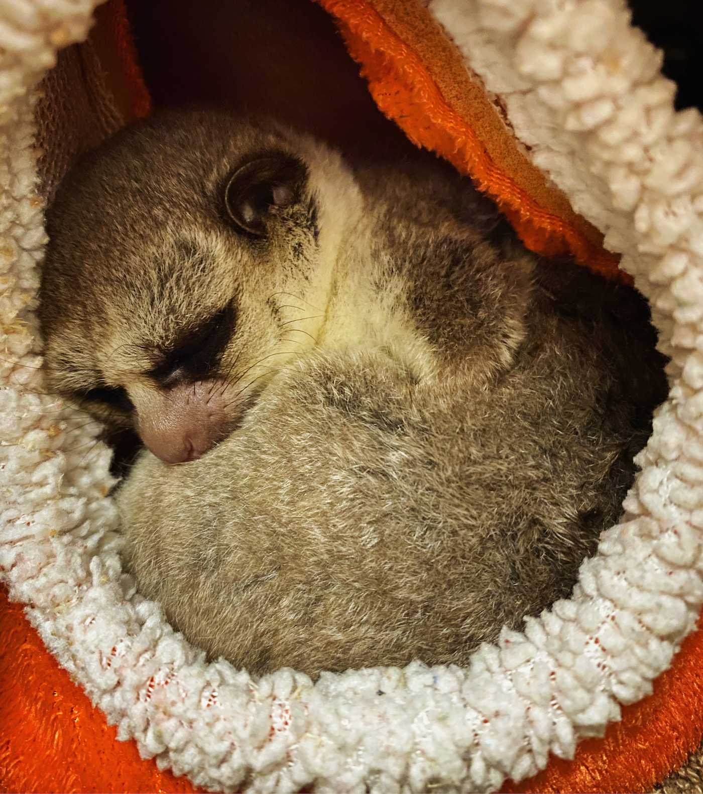 A curled up furry tiny creature in a fuzzy looking blanket surrounding its body