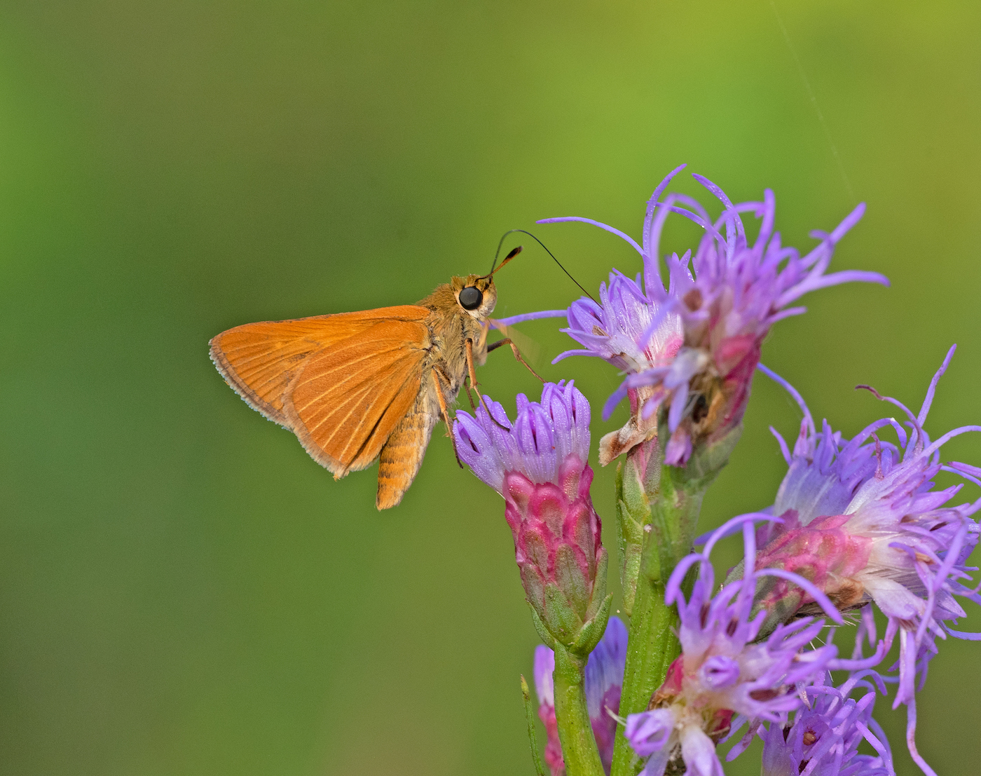 A delicate orange butterfly sitting on a bright purple flower