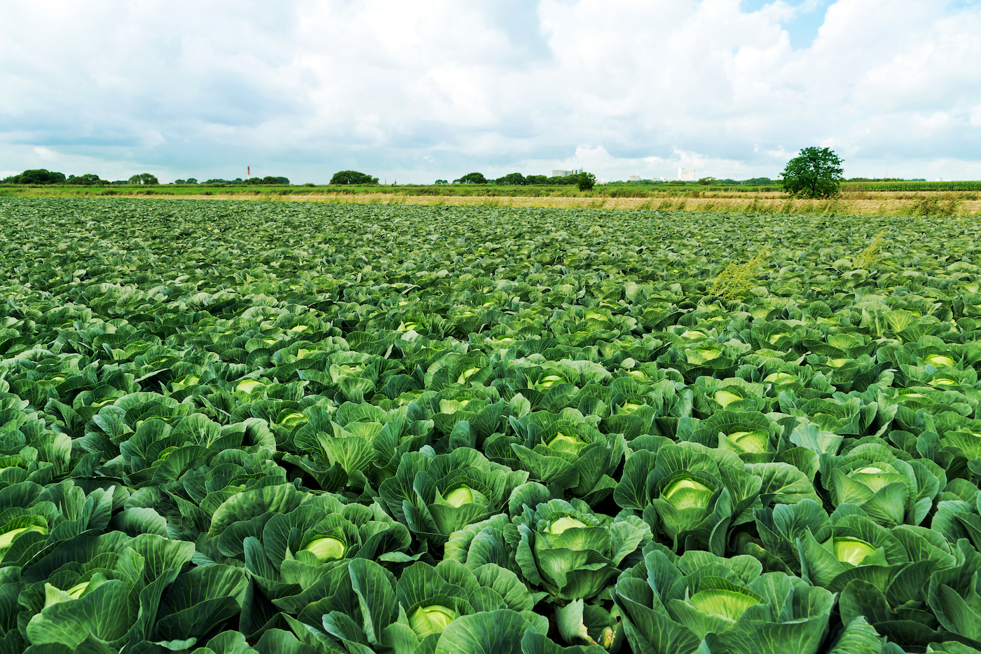 fresh green cabbage in the farm field