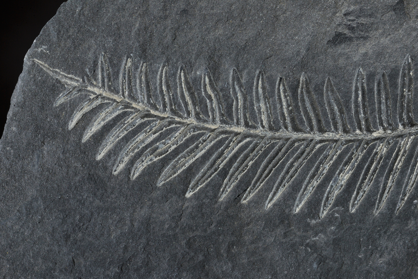 an imprint of a fern plant in a grey rock slab